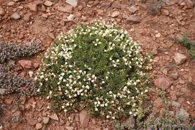 Image result for Blepharis swaziensis