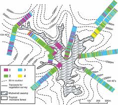 Image result for Cassipourea ruwensorensis