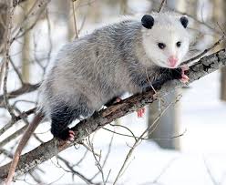 We did not find results for: Virginia Opossum Facts Lifespan And Habitat Donna L Long