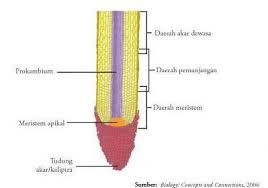 Perbedaan Pertumbuhan Primer Dan Sekunder Pada Akar Dan Tunas Suatu Tumbuhan Primer Tudung