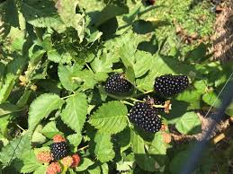 Check spelling or type a new query. Southwest Fall 2019