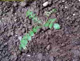 Jom belajar cara tanam pokok durian dengan teknik yang betul dan mudah. Anda Mau Menanam Daun Kari Dimana Di Kebun Atau Dalam Pot Begini Caranya Pupuk Lahan