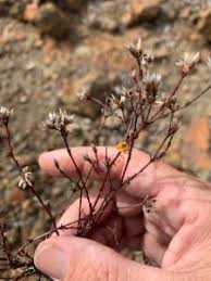 Image result for Polycarpaea corymbosa