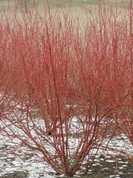 Check spelling or type a new query. Red Twig Dogwood Fairfax Gardening