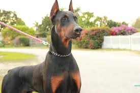 We hope you enjoy browsing through photos of our past litters. Doberman Pets And Animals For Sale Florida