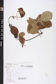 Image result for Hippocratea apocynoides