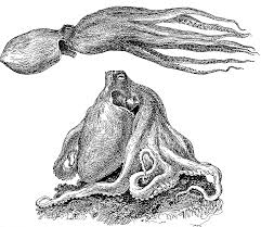 Image result for Schizochilus lepidus