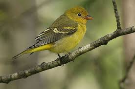 Backyard Birds Of Western Washington Wild Birds Unlimited Both Western Tanager Burien Wa Wild Birds Unlimited Wild Birds Backyard Birds