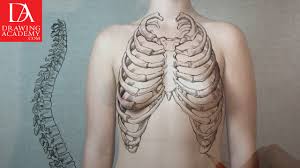 Whenever i lack inspiration for new ideas i just draw a good ole rib cage, always does the trick!! Bones In The Human Body Video Lesson In The Drawing Academy Course Drawing Academy
