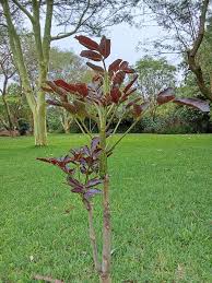 Image result for Rytigynia kigeziensis