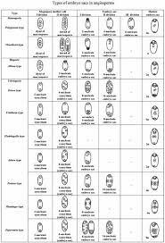 How Is The Embryo Sac Formed In Angiospermic Plants? - Quora
