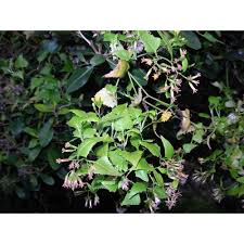 Image result for Senecio deltoideus