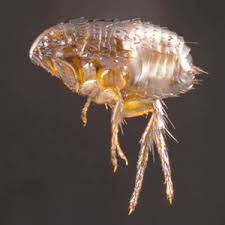 Becasue we all know, one flea is one flea too many! Cdc Dpdx Fleas