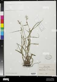 Image result for Scleria melanomphala