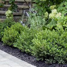 Image result for Buxus