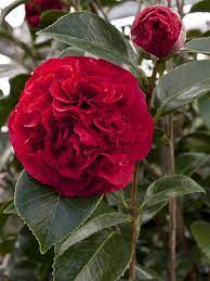 File Camellia Kramer S Supreme Photo File 497kb Jpg Hortipedia Camellia Flower Pretty Flowers Beautiful Flowers