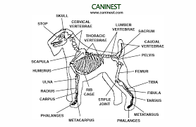 The tibia and fibula are in the lower leg, between the knee and the foot. Dog Bone Anatomy The Y Guide