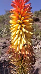 Wer Weiss Etwas Uber Den Pollen Und Nektarwert Der Aloe Vera Blute Konnen Unsere Bienen Einen Aloe Vera Honig Sammeln Aloe Vera Blute Aloe Vera