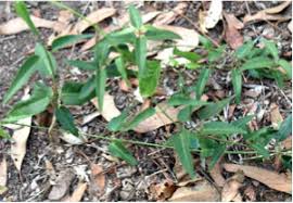 Image result for Marsdenia