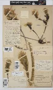 Image result for Droguetia ambigua