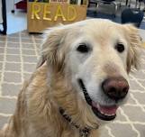 Dog Pause
