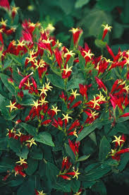 Image result for Spigelia