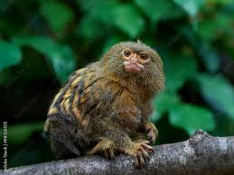 Image result for Pygmaeothamnus