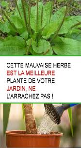 Cette Mauvaise Herbe Est La Meilleure Plante De Votre Jardin Ne L Arrachez Pas Mauvaises Herbes Plante Herbe