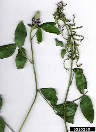 Image result for Desmodium intortum