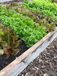 It's been a full month since we did our last update on the micro garden. Migardener High Intensity Lettuce Is My All Time Facebook