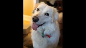 Learn more about protecting animal welfare society in jacksonville, il, and search the available pets they have up for adoption on petfinder. Photos Happy Pooches On National Rescue Dog Day Wqad Com