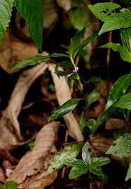 Image result for Coleotrype natalensis