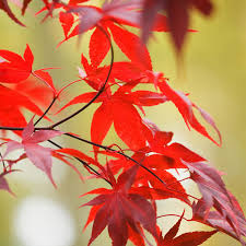 The red spring buds turn into red seed structure (samaras) hanging from reddish. Emperor I Japanese Maple Tree Shop Shade Trees Spring Hill Nurseries