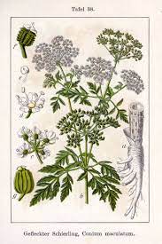 Pin On Plants