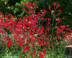 Image result for Anigozanthos