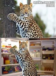 Take a look at these hilarious photoshopped images! Funny Photoshop Altered Archives Everything Funny