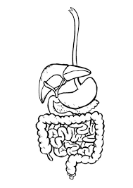 Coloring Page Digestive System Img 9492 Digestive System For Kids Digestive System Body Systems Project