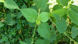 Image result for Sida urens