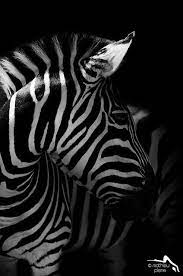 Pin On Beautiful Photos