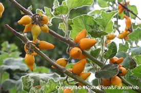 Image result for Solanum mammosum