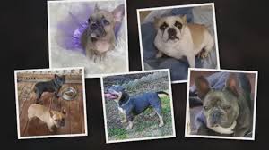 You should never buy a puppy price can be an indication towards the quality of the puppies breed lines and the breeders reputation. American 5 French Bulldogs Stolen From Family At Conroe Area Home Owner Says