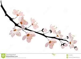 Illustrations, cliparts, dessins animés et icônes de plantes de botanique antique illustration de gravure : Cerisier Du Japon Dessin