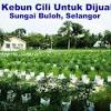 Lada hitam boleh ditanam di dalam rumah atau di rumah hijau jika anda tinggal dalam iklim yang lebih sejuk. 1