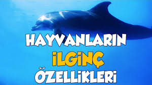 Hayvanlarin Ilginc Ozellikleri 2020 Youtube