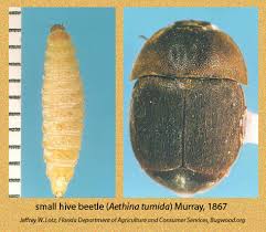 Image result for Habenaria insolita