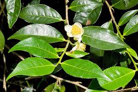 Image result for Camellia sinensis