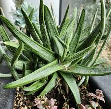 Image result for Asphodelaceae