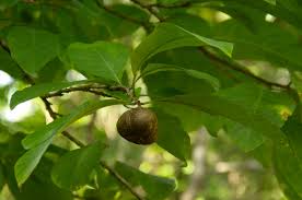 Image result for Excoecaria bussei