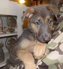 German shepherd $600 (bak > mojave california ). College Station Pets Akc German Shepherd Craigslist Akc German Shepherd German Shepherd German Shepherd Puppies