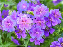 Explore amazing art and photography and share your own visual inspiration! Top Purple Annual Flowers For Your Garden Hgtv
